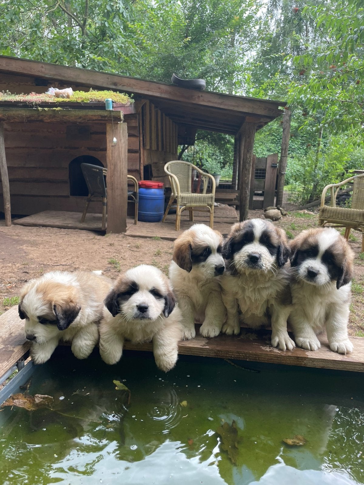 Sint bernard kruising X leonberger/pyreneese berghond pups, Dieren en Toebehoren, 8 tot 15 weken, Groot, Meerdere, Meerdere dieren