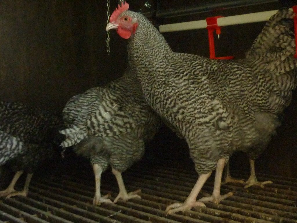 Jonge mesthaantjes mest kuikens, Dieren en Toebehoren, Pluimvee, Mannelijk, Kip
