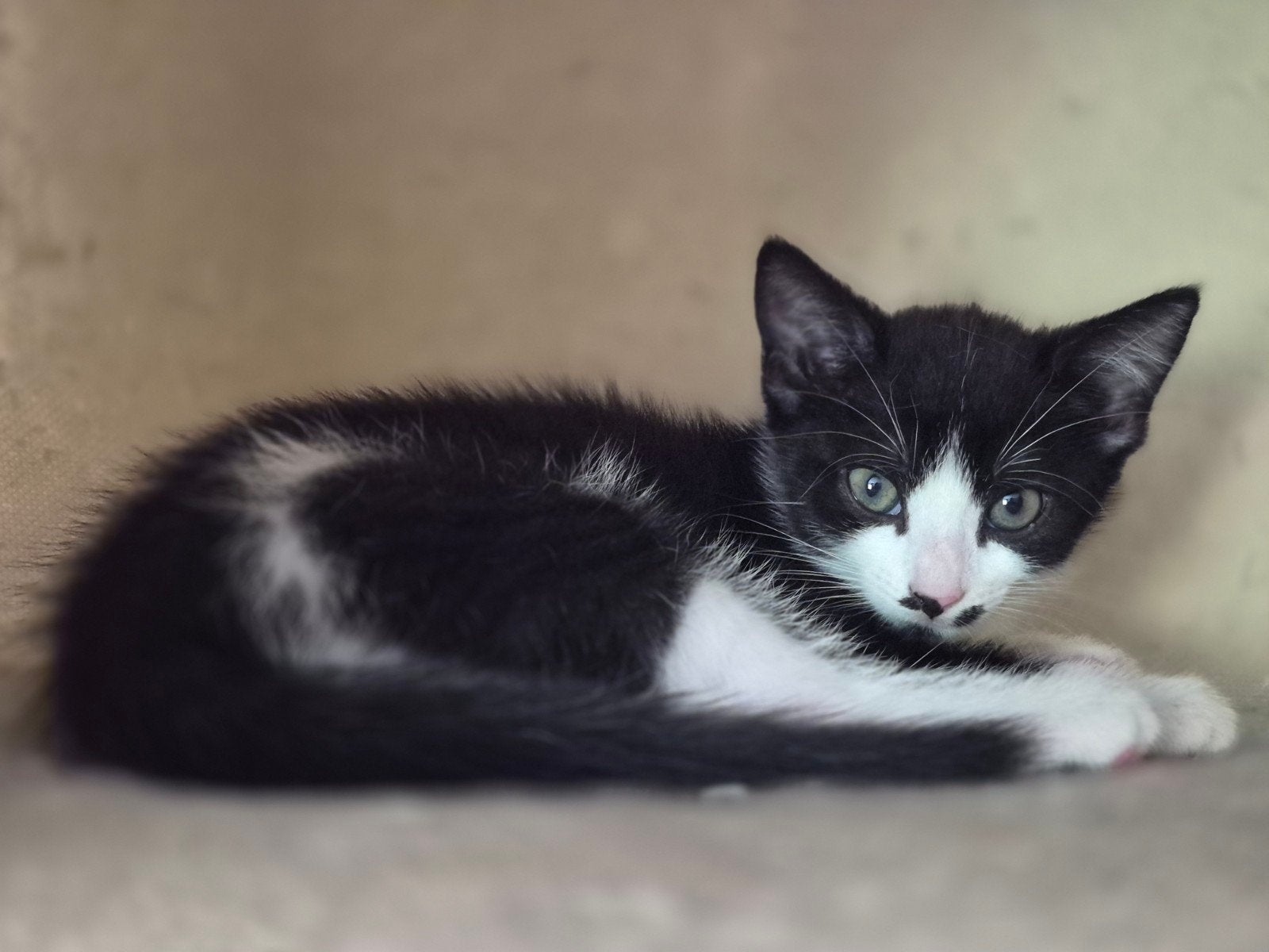 Nog 1 lief poesje te koop dat ontzettend graag knuffelt, Dieren en Toebehoren, Katten en Kittens | Overige Katten, Poes