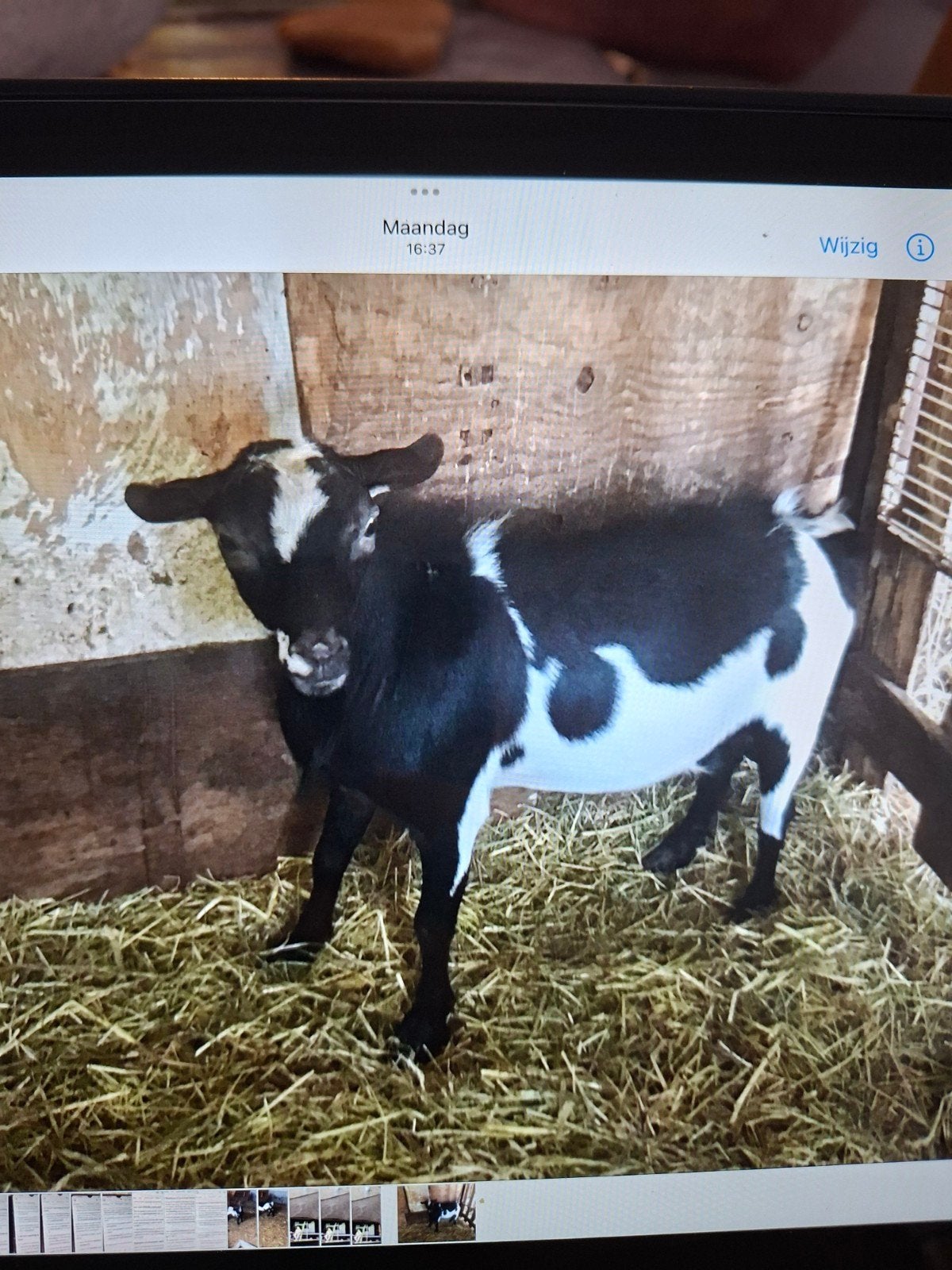 Bonte dwergbok, Dieren en Toebehoren, Mannelijk, Geit