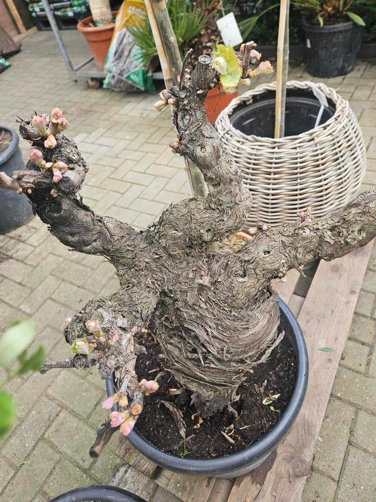 Grote dikke druif Vitis Vinifera op oude stam, Verzenden, Overige soorten, Halfschaduw