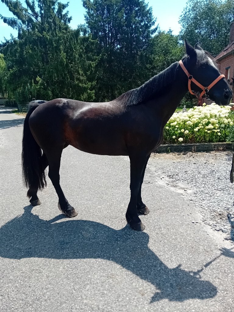 Pony, Dieren en Toebehoren, Pony's, Merrie, Niet van toepassing, Gechipt, 11 jaar of ouder