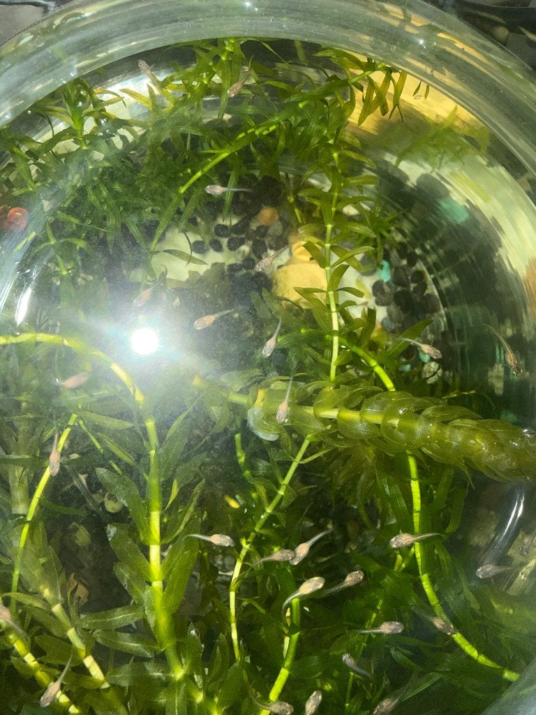 Guppy, Vis