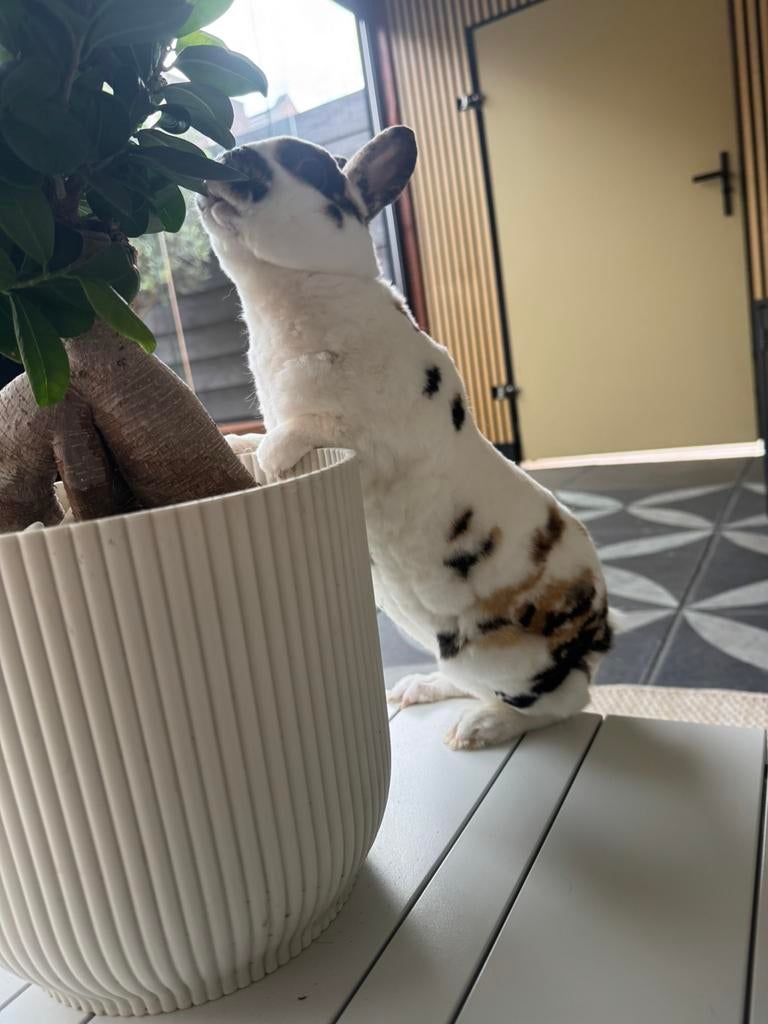 Goed thuis gezocht voor Evert en Ollie, Dieren en Toebehoren, Konijnen, Mannelijk, Dwerg