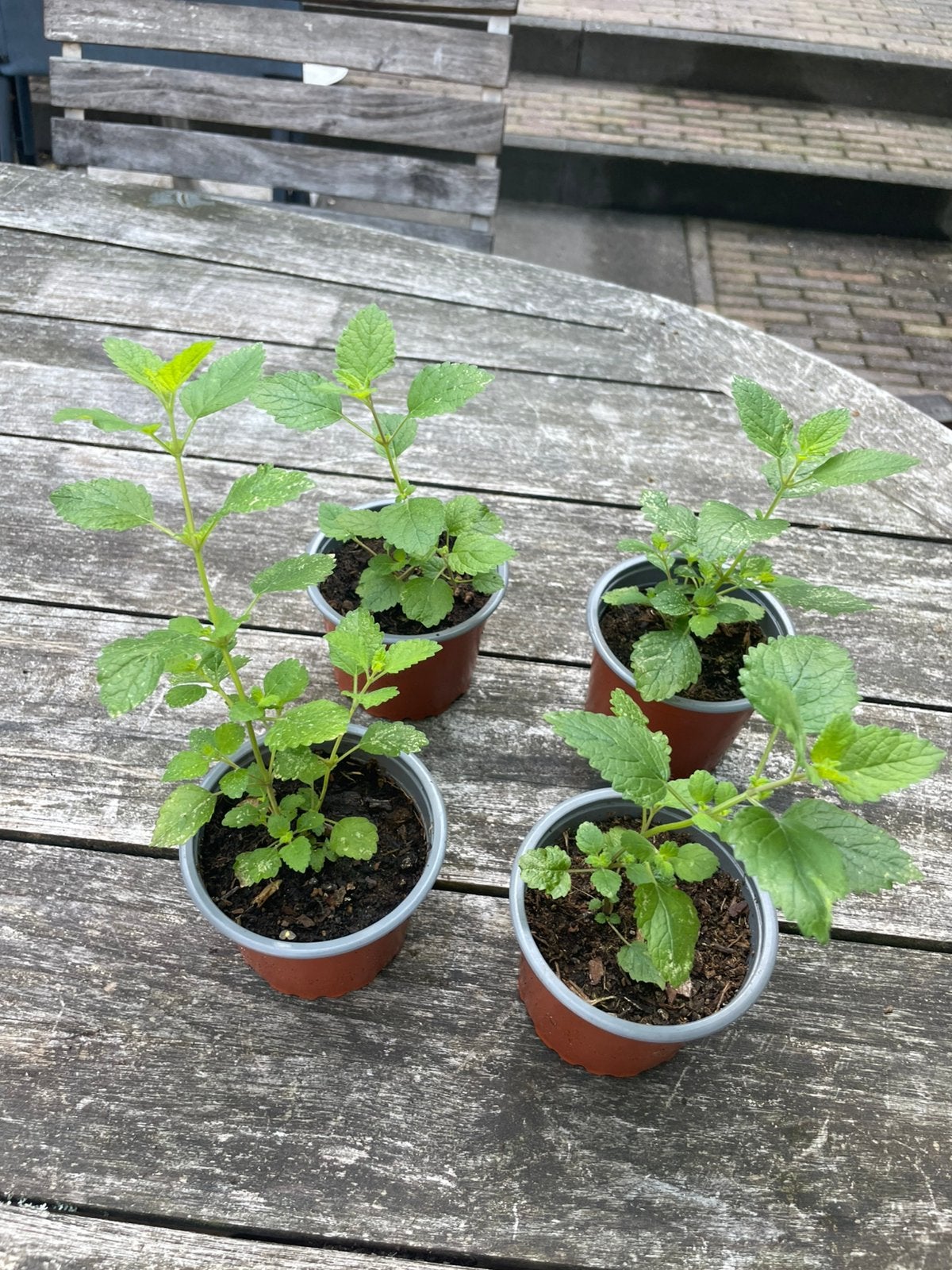 🪴 Biologische Citroenmelisse kruid citroen melisse, Tuin en Terras, Planten | Tuinplanten, Ophalen, Volle zon, Vaste plant, Kruiden