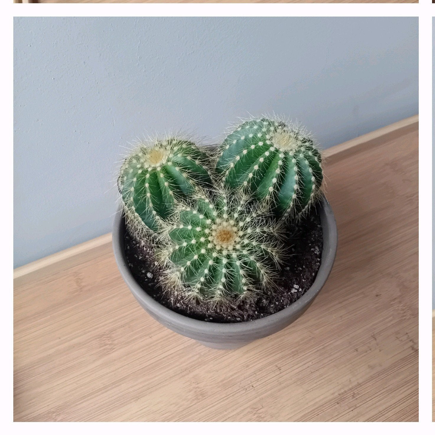 Cactus, Huis en Inrichting, Kamerplanten, Ophalen, Minder dan 100 cm, In pot, Cactus