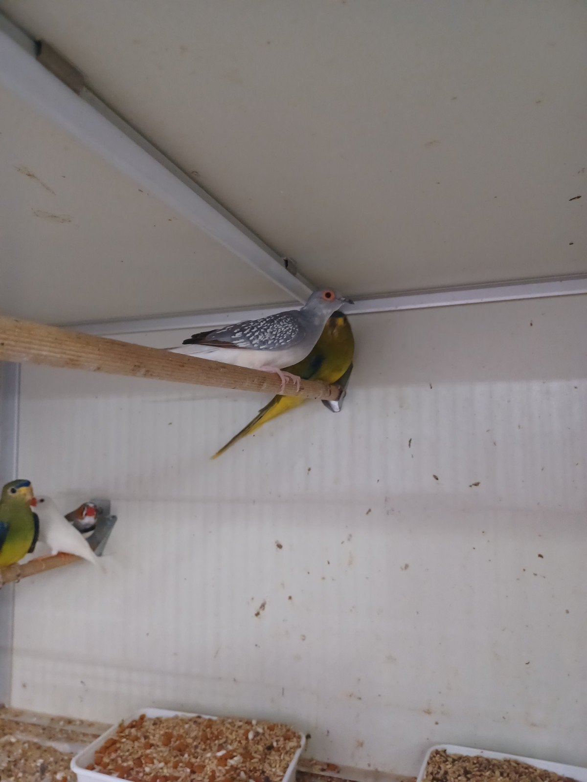 Broedkoppeltje Diamantduifjes met 2 jongen, Dieren en Toebehoren, Vogels | Overige Vogels, Meerdere dieren