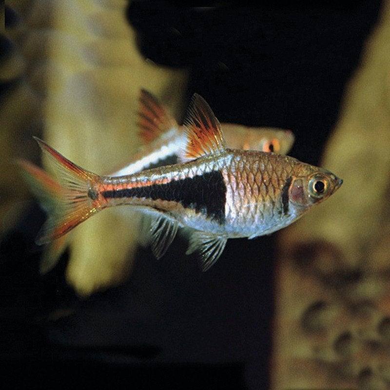 Kegelvlek Barbeel - Leuk voor in het tropisch aquarium!, Dieren en Toebehoren, Vissen | Aquariumvissen, Vis, Zoetwatervis, Schoolvis