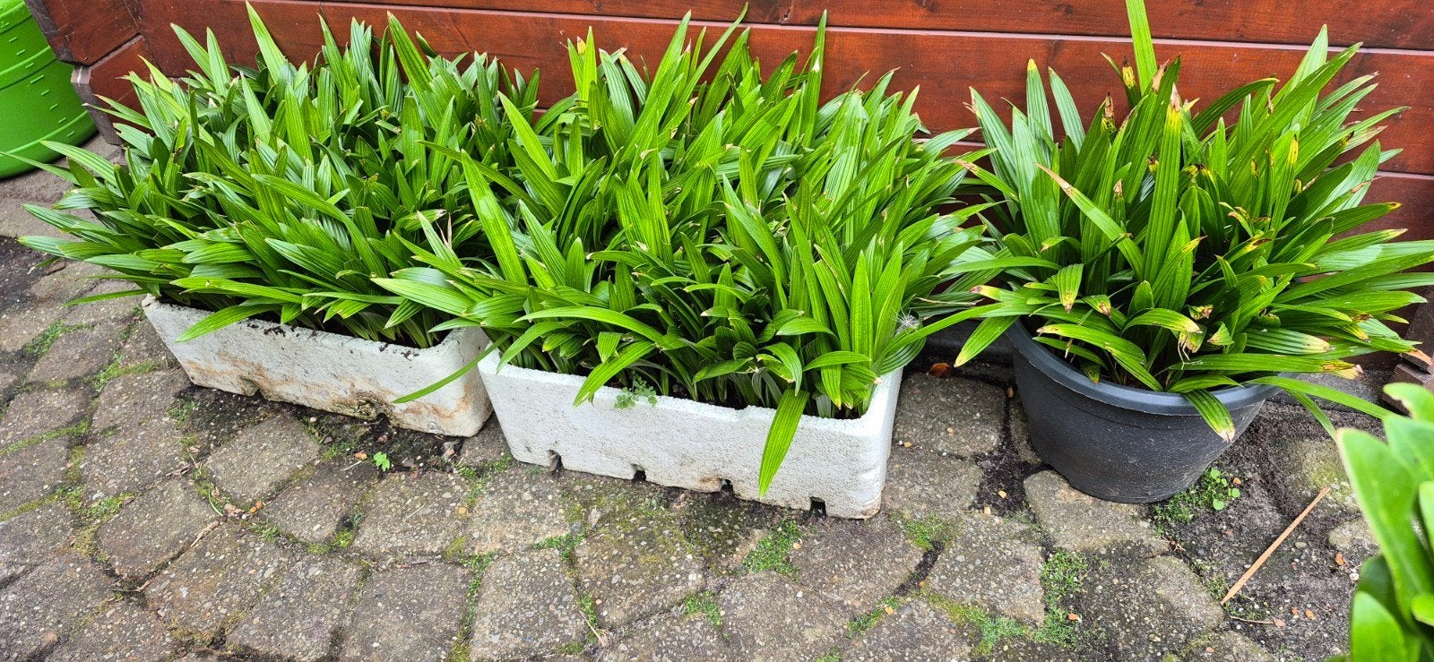 Trachycarpus palmboom zaailingen - 1 jaar oud, winterhard, Volle zon, Vaste plant, Bloeit niet, Ophalen