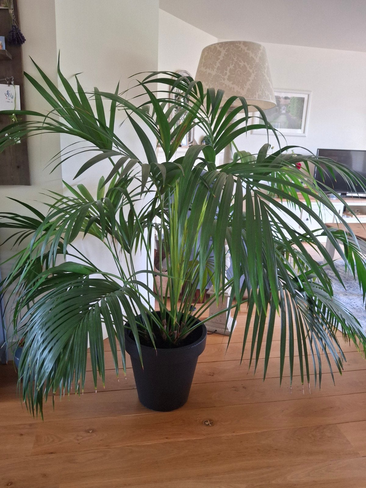 Grote Kentia Palm (150 cm) in zwarte sierpot, Ophalen, Halfschaduw, 150 tot 200 cm
