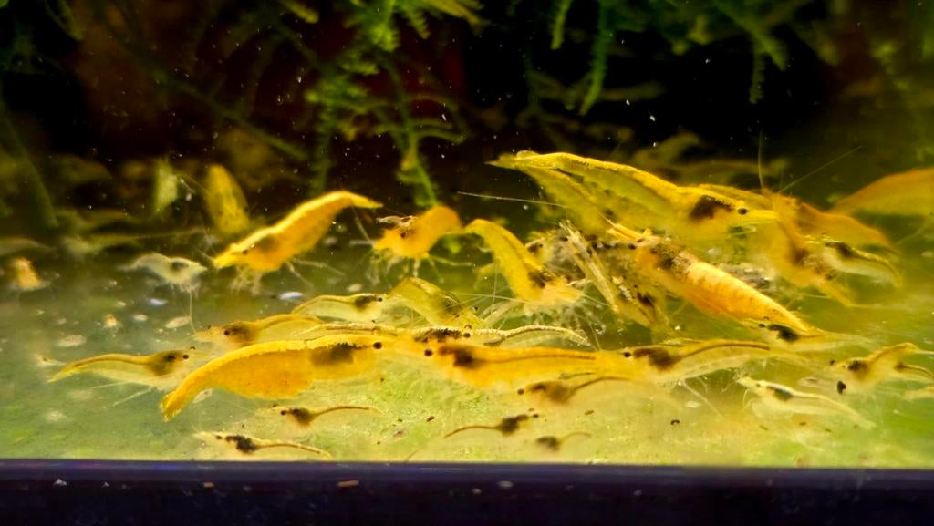 Neocaridina – Yellow Golden Back Line, Kreeft, Krab of Garnaal, Zoetwatervis, Schoolvis