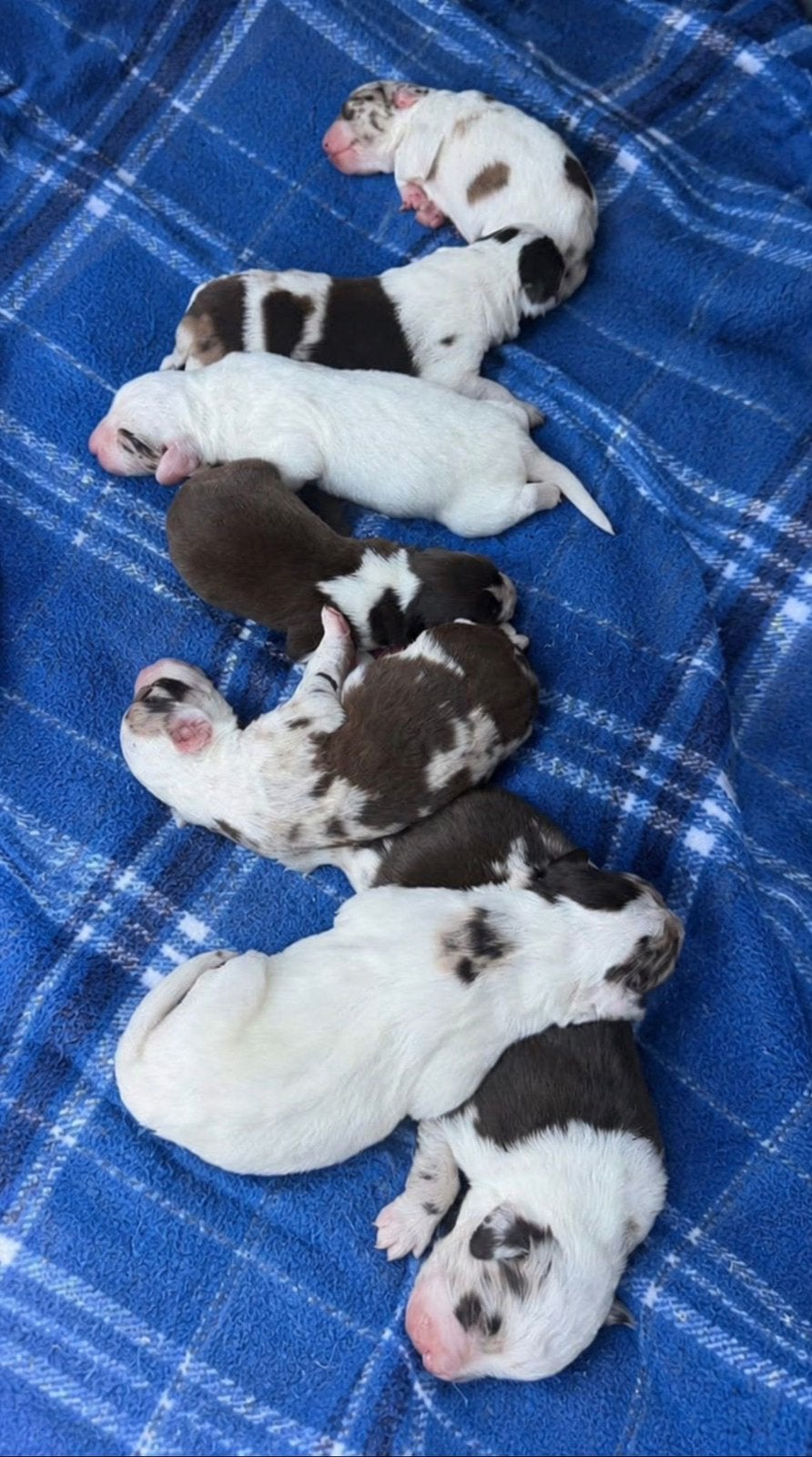 Prachtige kruising Australian Shepherd pups beschikbaar, Dieren en Toebehoren, 8 tot 15 weken, Parvo, Meerdere, Meerdere dieren