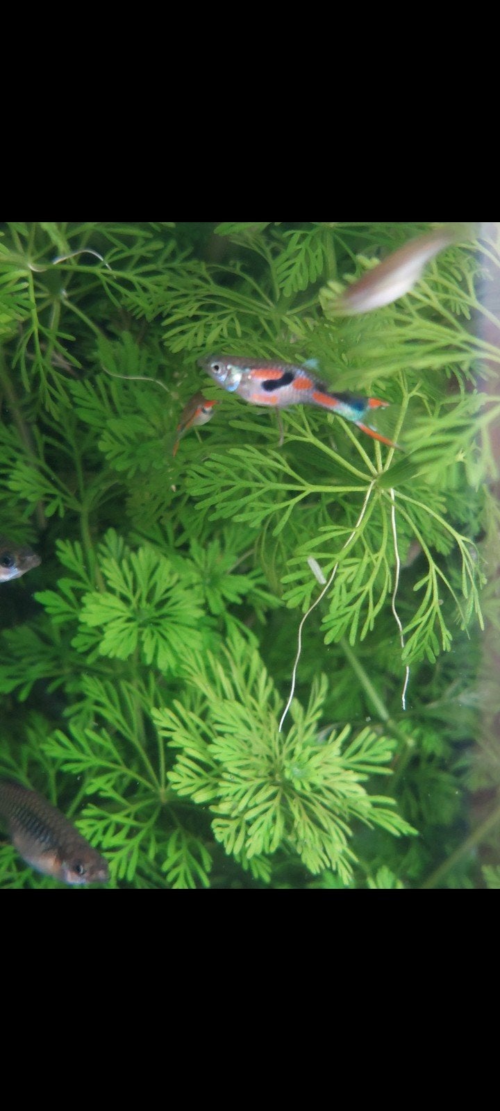 Endler guppen 25 voor € 4 (gemengd), Dieren en Toebehoren, Vissen | Aquariumvissen