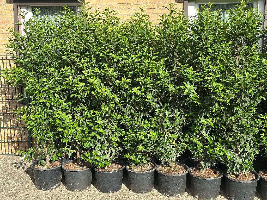 Portugese Laurier pot gekweekt maat 150-175 cm, Ophalen, Laurier, Haag, 100 tot 250 cm