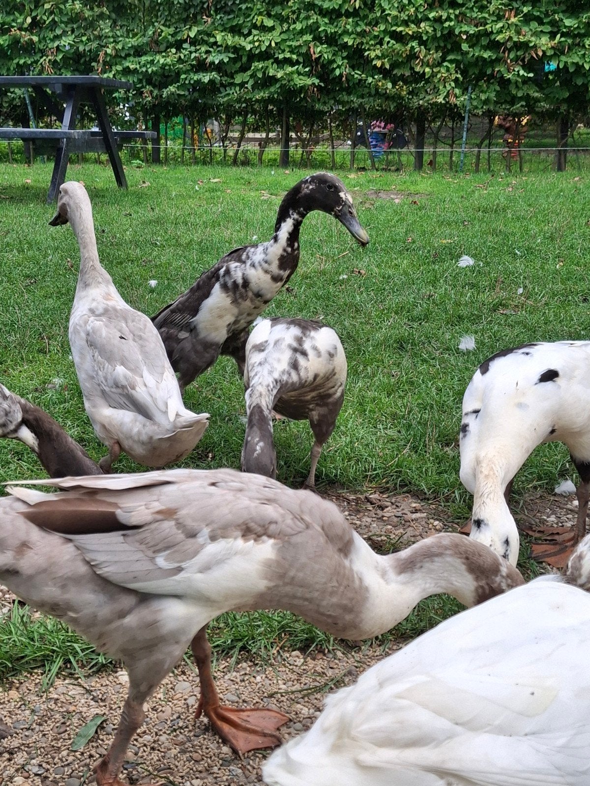 te koop mooie Indische loopeenden, Meerdere dieren, Eend