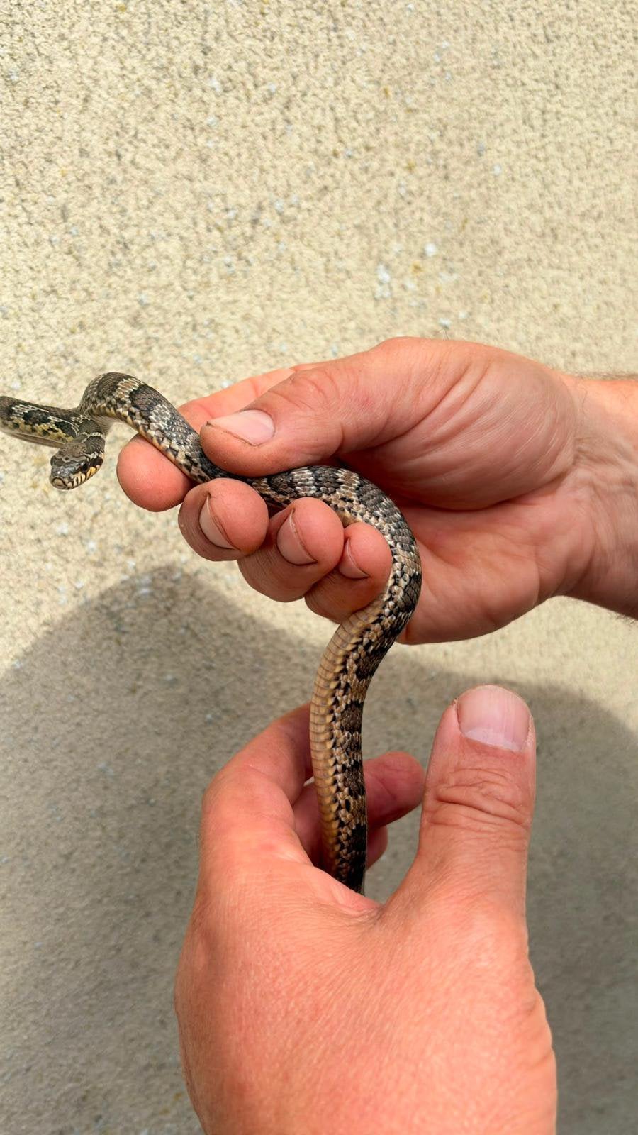 Elaphe Schrenckii nk 2025 Rat Snake - unknown for sale from monique