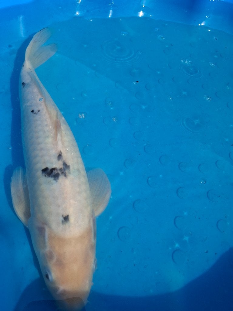 Shiro Bekko koi kweker Shinoda (Japanse koi), Karper of Koi