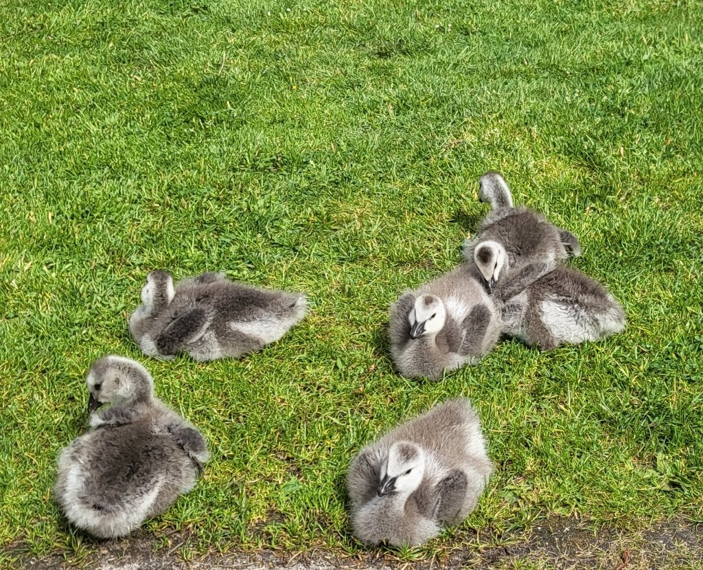 4 jonge ganzen 2 on verwante koppels mens gericht gesext!, Dieren en Toebehoren, Pluimvee, Meerdere dieren, Gans of Zwaan