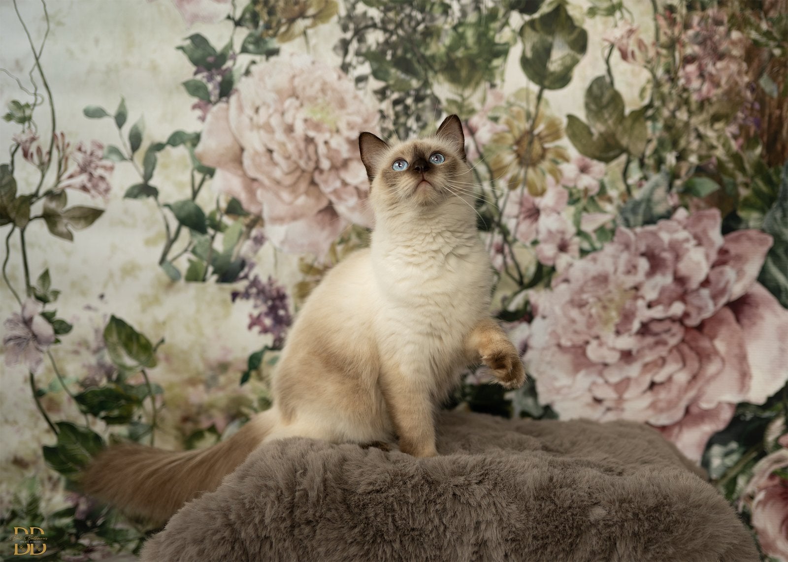 Tortie ragdoll poes gezocht, Poes, Met stamboom, 0 tot 2 jaar