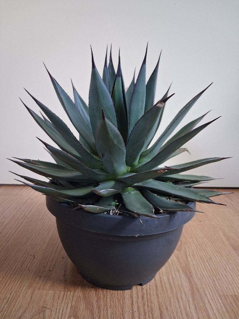 Agave Celsii Nova Blue - Agave / Eeuwplant H: 32 cm., Huis en Inrichting, Ophalen, Vetplant, Minder dan 100 cm, Volle zon