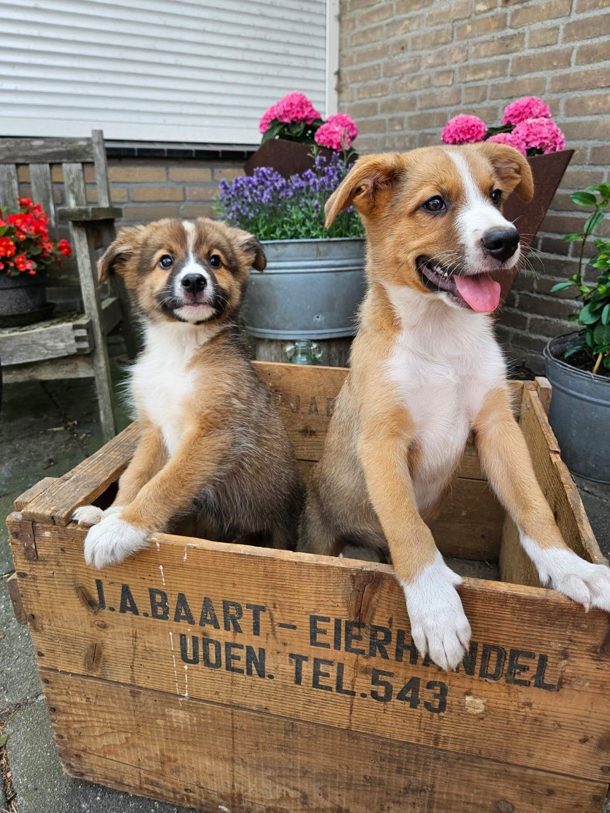 unieke kruising sennen x australian shepherd pups, Dieren en Toebehoren, 8 tot 15 weken, Meerdere, Meerdere dieren, Nederland