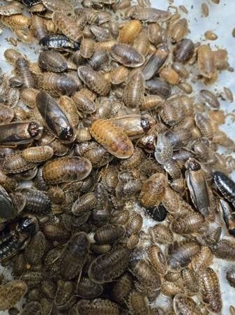 Dubia mixen te koop ook grotere aantallen, Ophalen of Verzenden, Nieuw, Overige typen