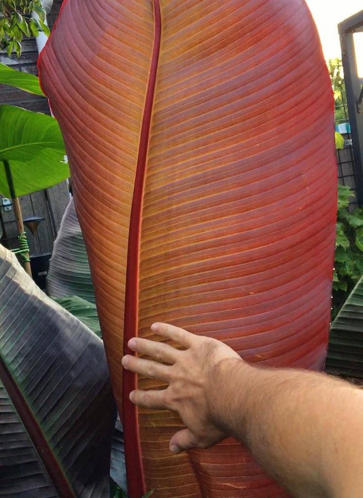 Ensete Maurelli (Rode banaan), Ophalen of Verzenden, Overige soorten, Halfschaduw