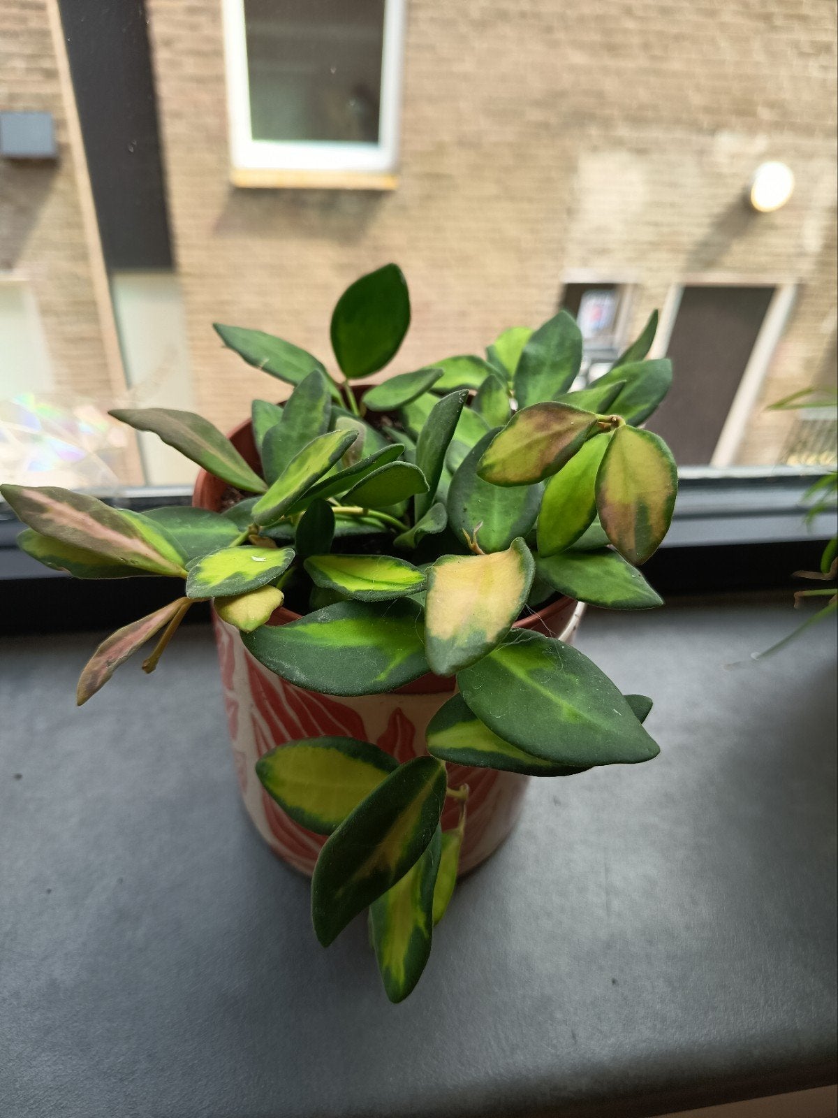 Hoya stekken - Verschillende soorten ongeworteld, Huis en Inrichting, Verzenden, Halfschaduw, Minder dan 100 cm