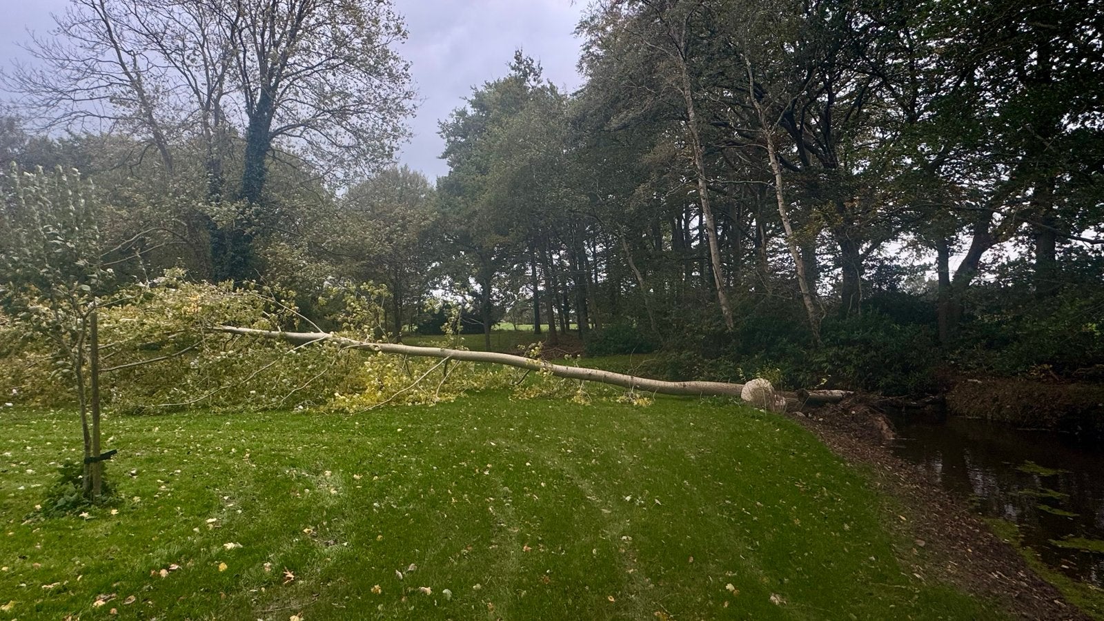 Gratis populier boom voor brandhout - zelf ophalen, 3 tot 6 m³, Ophalen of Verzenden, Overige houtsoorten, Stammen