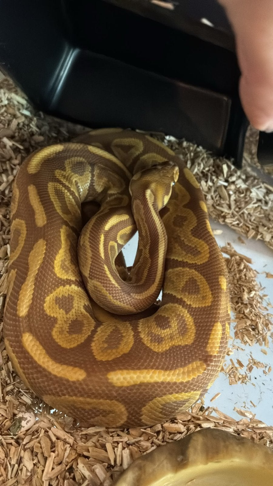 Ballpython (koningspython) Ball Python - unknown for sale from manouk van Oeveren