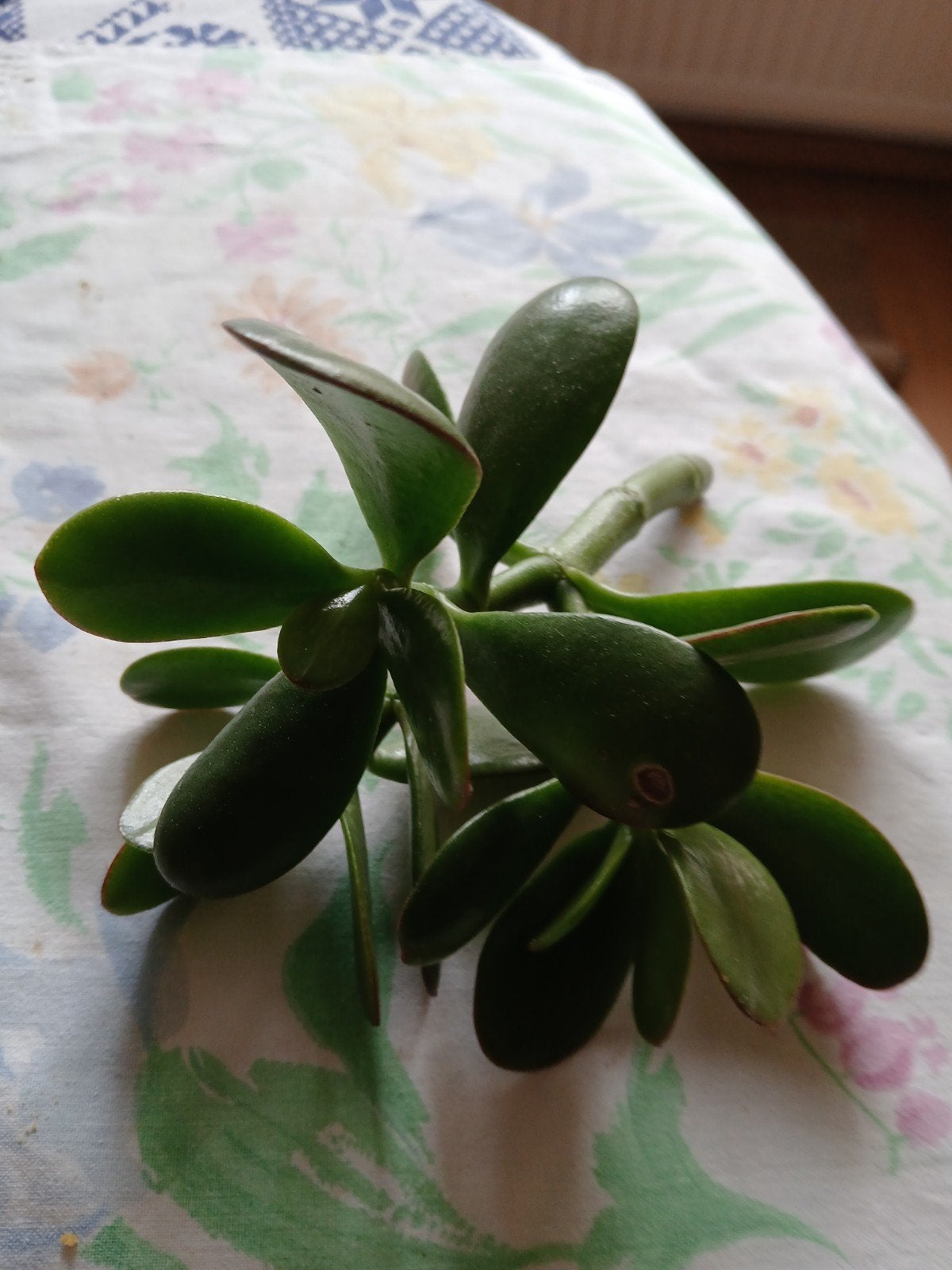 stevige jadeplant stek gratis, Ophalen, Halfschaduw, Minder dan 100 cm