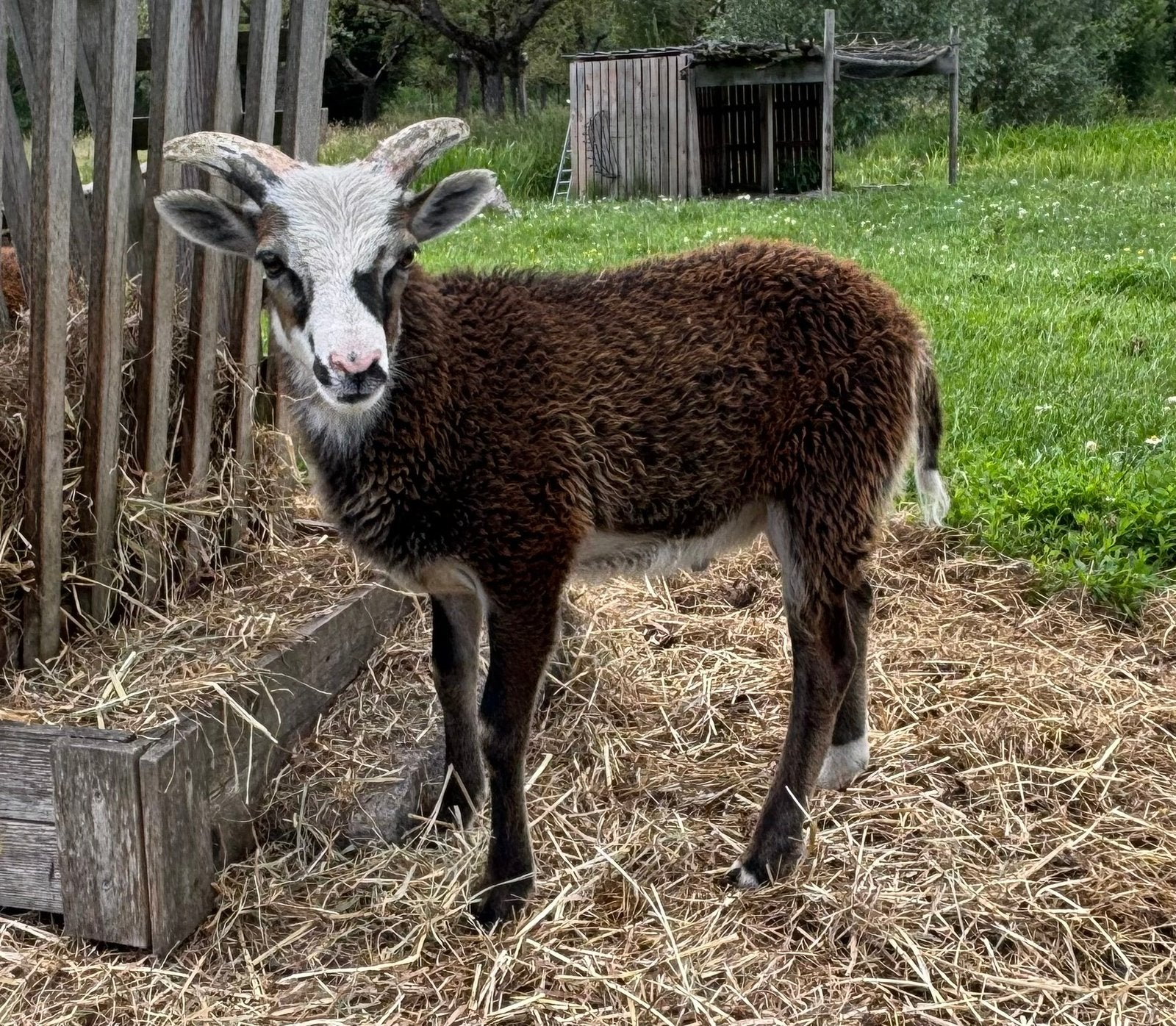 Jonge Soay Ram, Mannelijk, Schaap, 0 tot 2 jaar