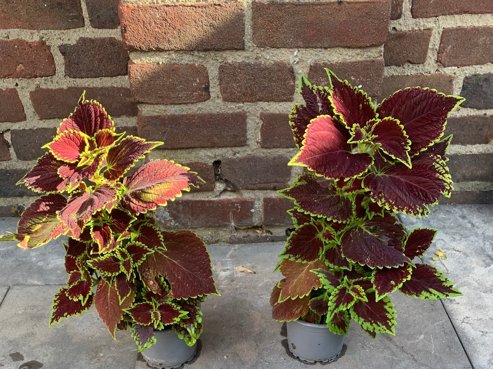 Coleus planten, Ophalen of Verzenden, Volle zon