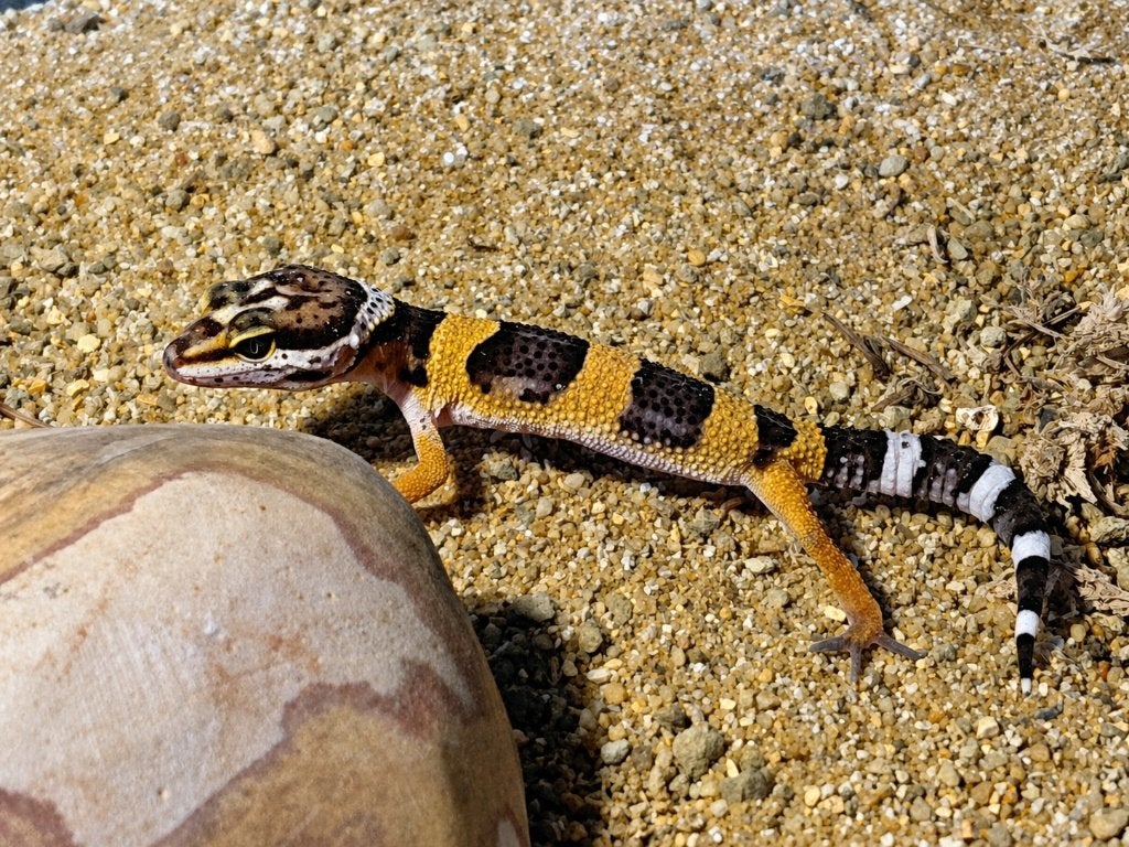 Prachtige Luipaardgekko's (Eublepharis macularius) Leopard Gecko photo 6