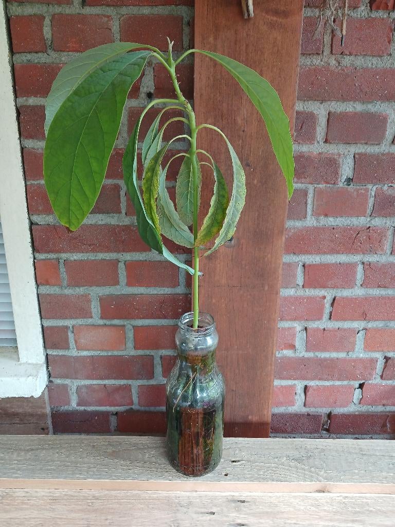 Avocado boompje in fles, Ophalen, Overige soorten, Halfschaduw, In pot
