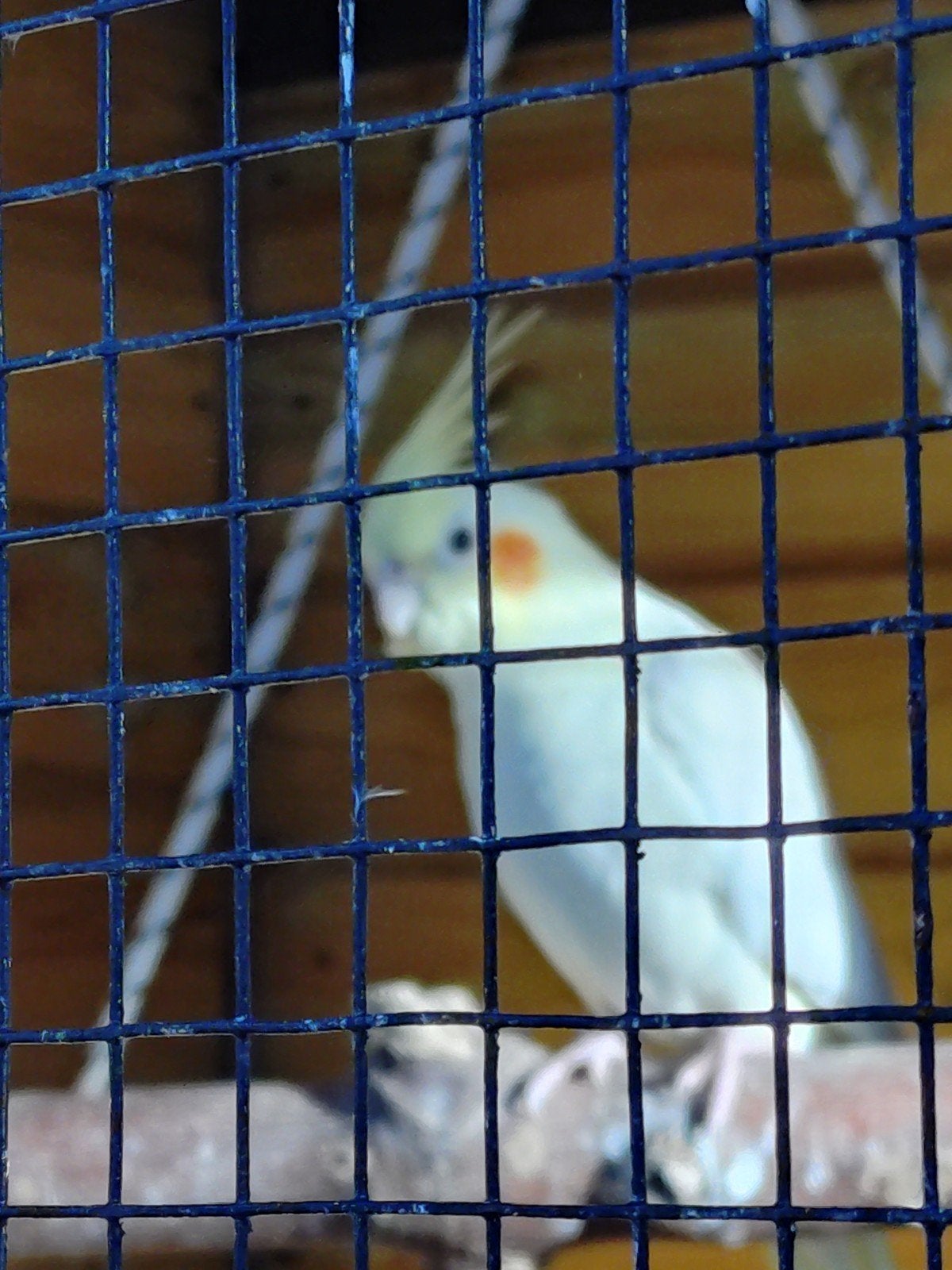 lutino pop, Vrouwelijk, Parkiet