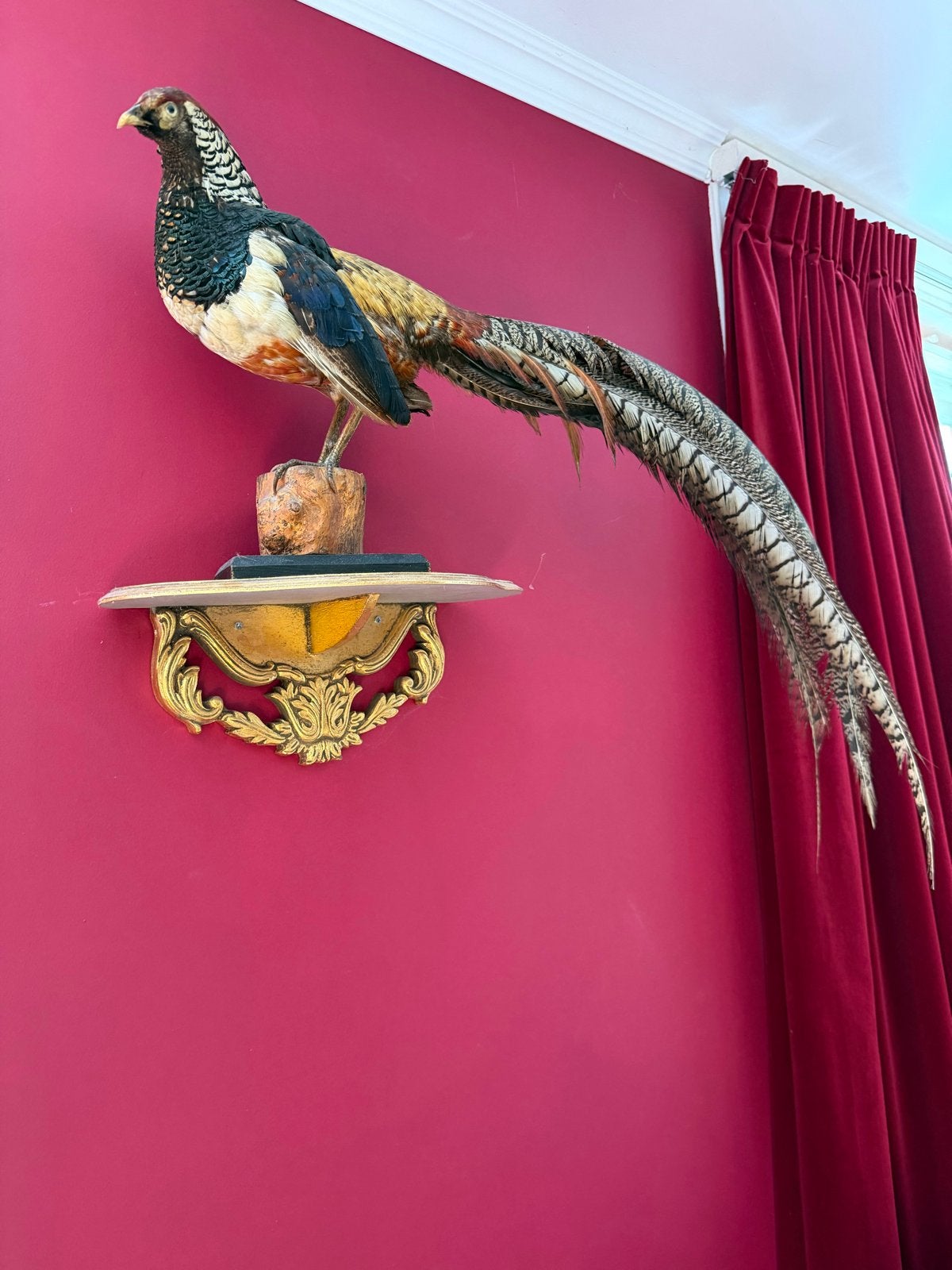 Goudfazant in zeer goede staat - opgezette vogel, Ophalen
