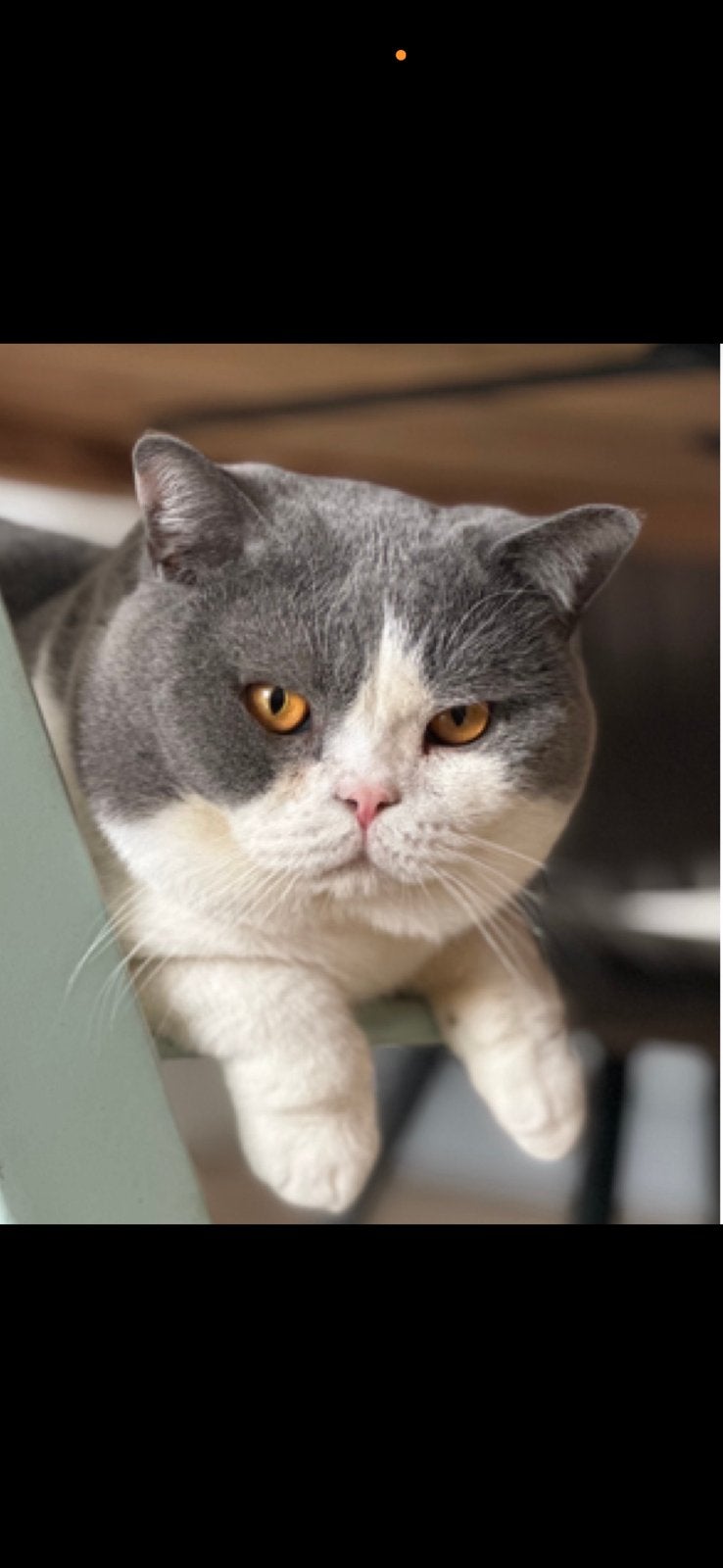 britse korthaar met stamboom PRIJS STAAT VAST, Poes, Met stamboom, 0 tot 2 jaar