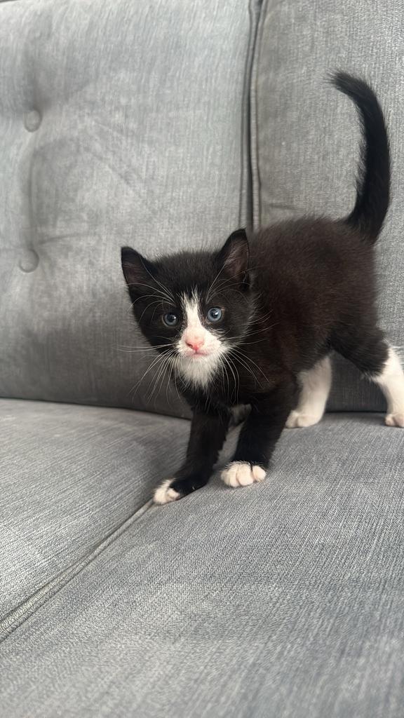 Kittens, Dieren en Toebehoren