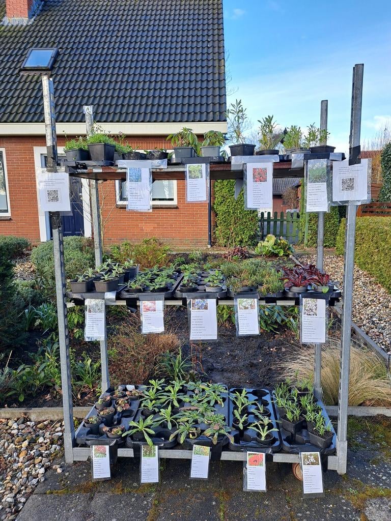 Tuinplanten van hobbykweker verkoop in Gieten, Tuin en Terras, Planten | Tuinplanten, Ophalen, Overige soorten, Halfschaduw