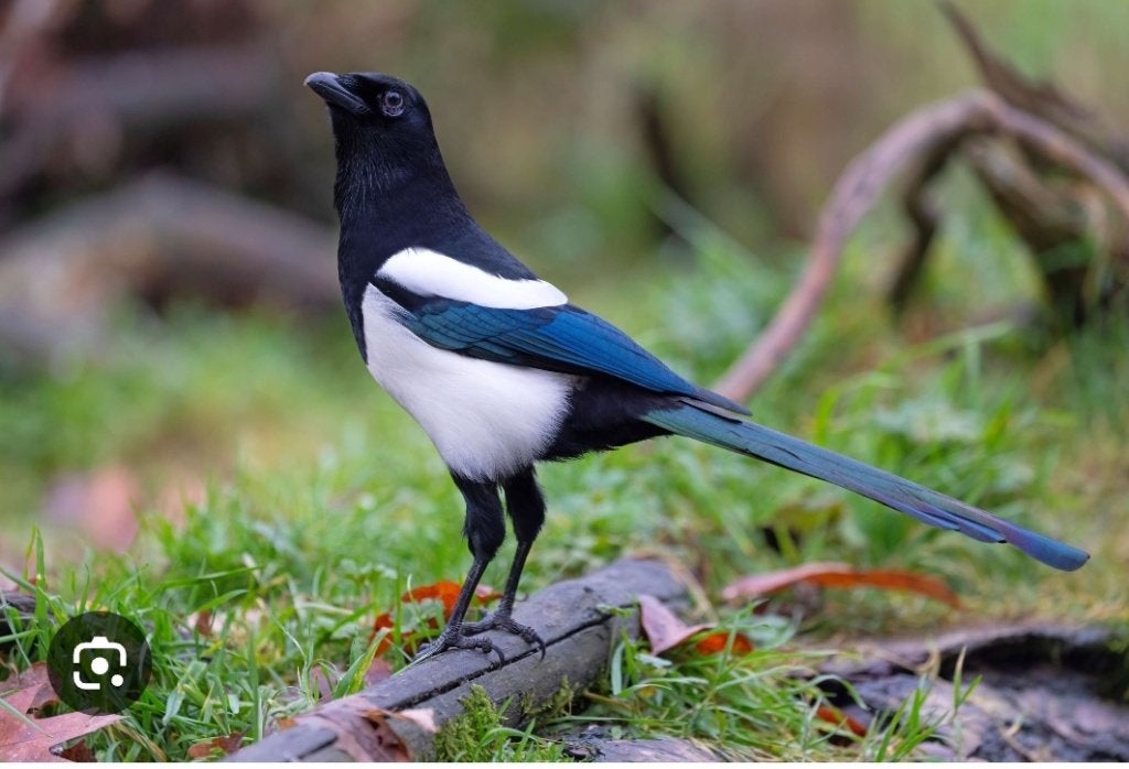 Ekster, Meerdere dieren, Roofvogel, Geringd