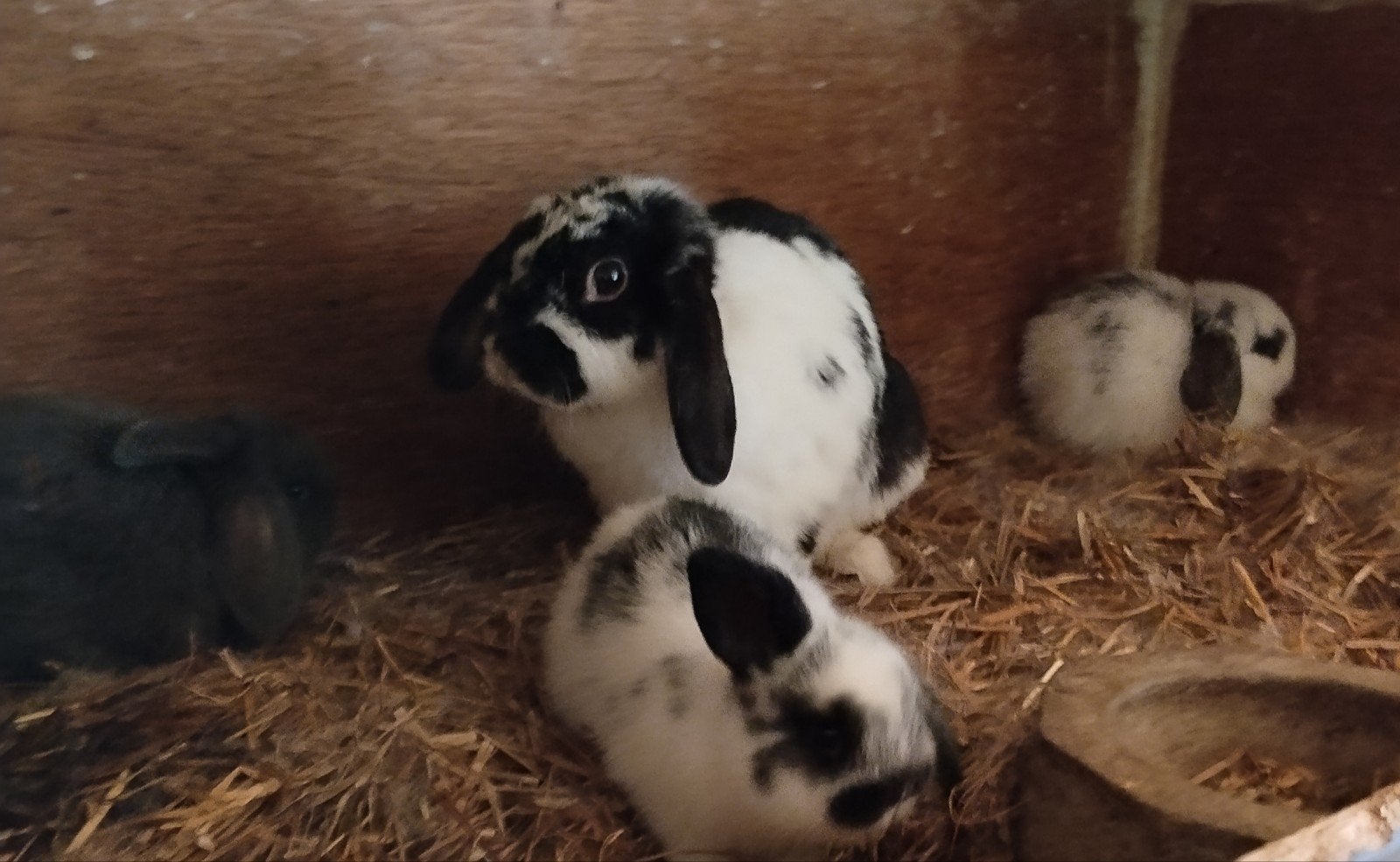 Jonge konijntjes, Dieren en Toebehoren, Konijnen, Meerdere dieren