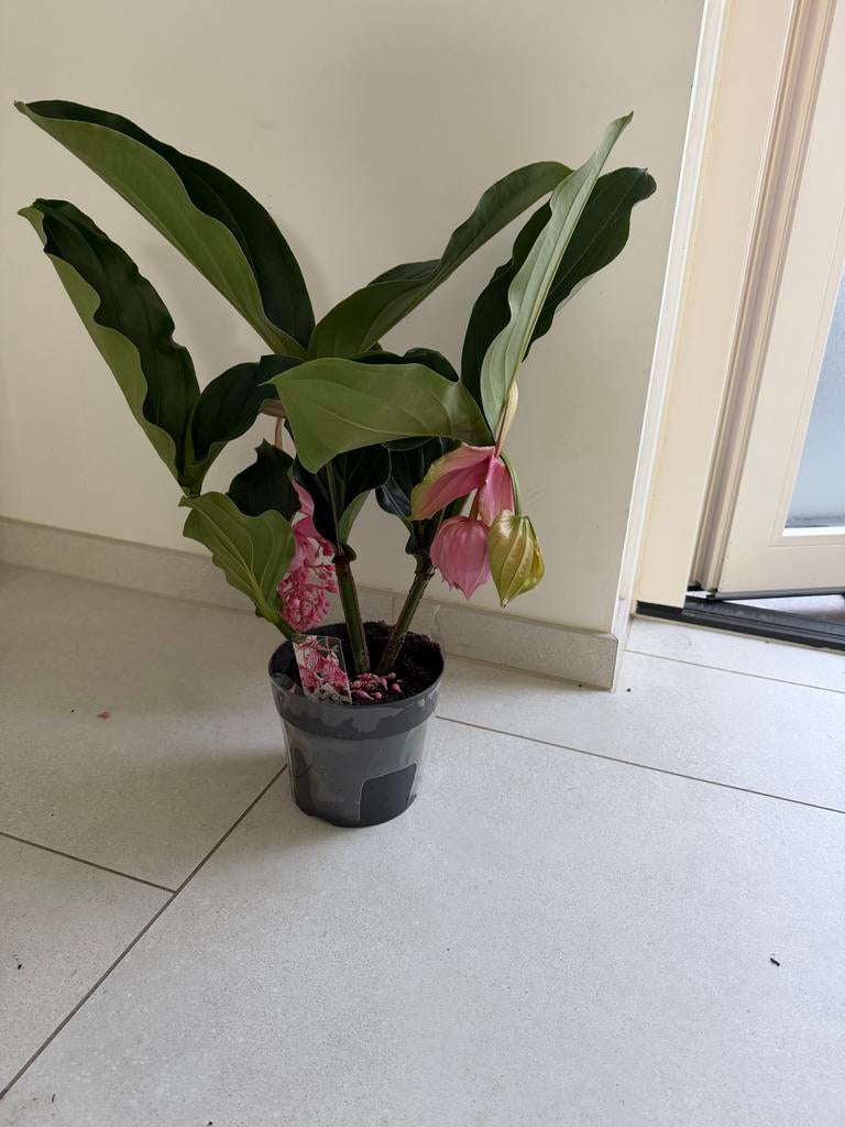Medinilla Magnifica - Prachtige Roze Bloemen, Overige soorten, Vaste plant, Ophalen of Verzenden, Halfschaduw
