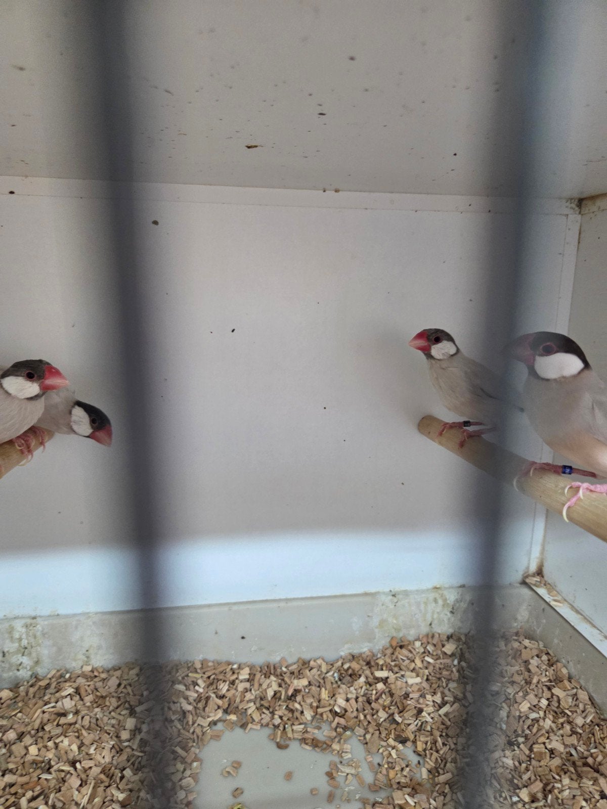 Rijst vogels, Dieren en Toebehoren, Meerdere dieren