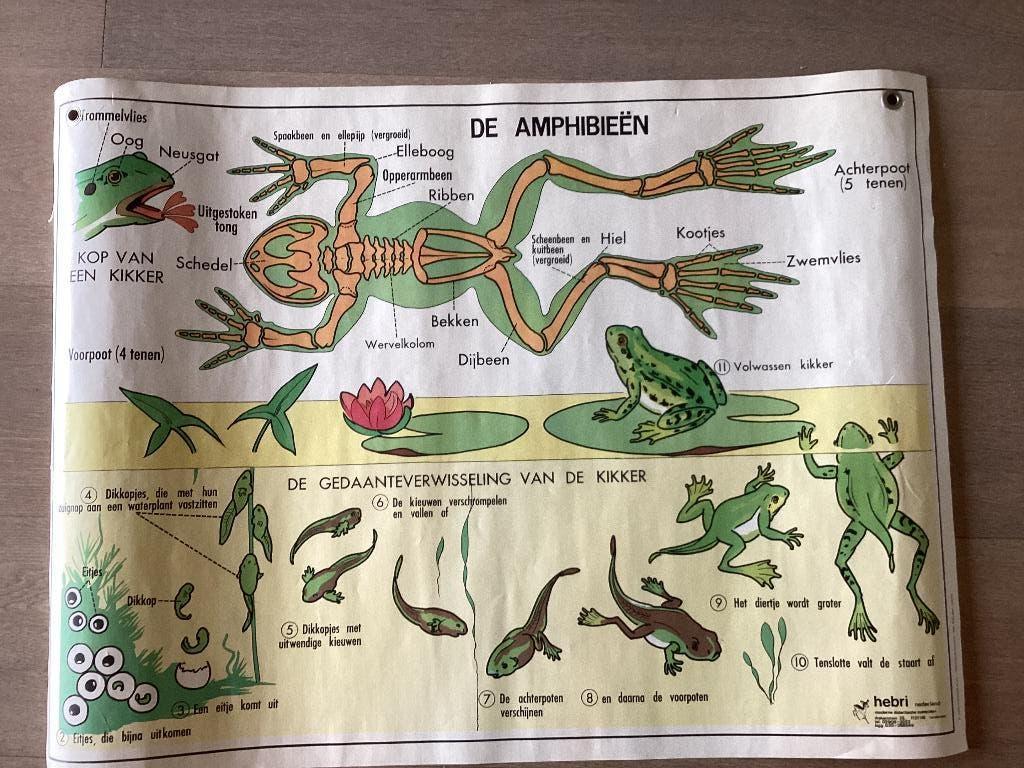 Schoolplaat, de vissen, de amphibieën, 69 x 92, retro school, Ophalen, Huis en Inrichting