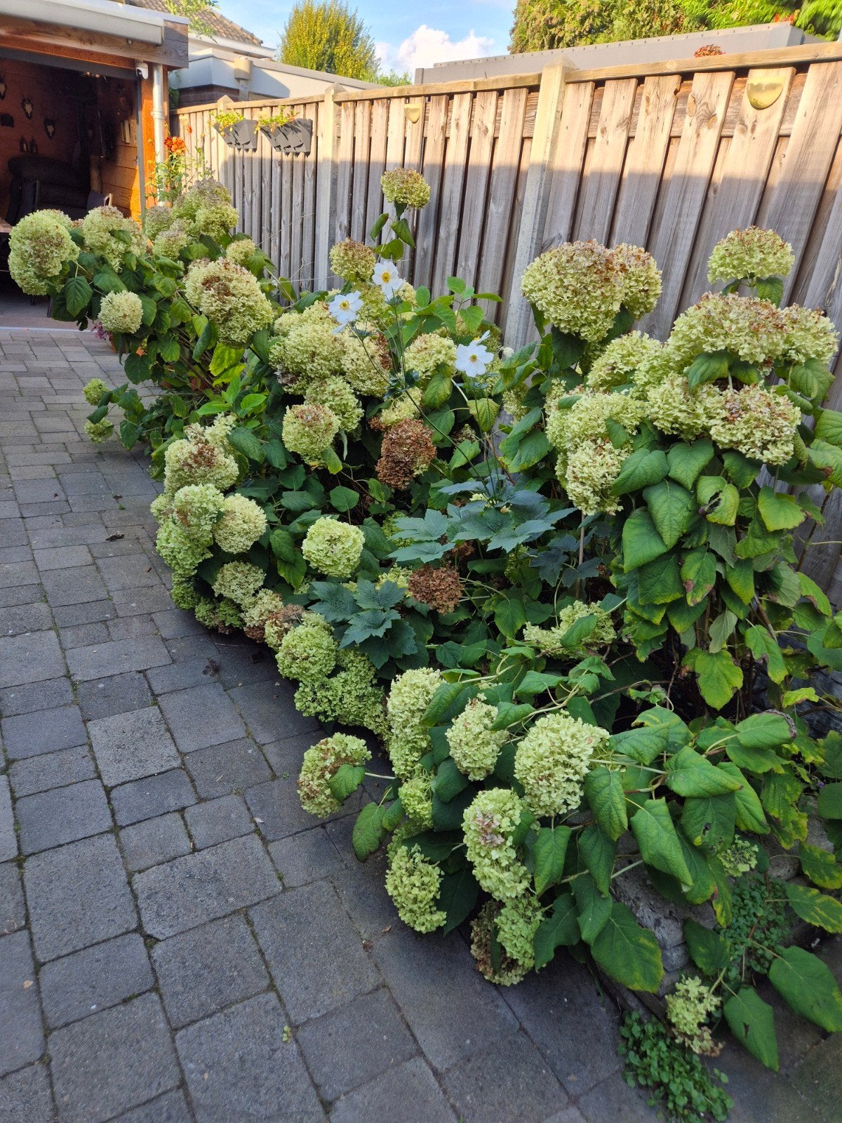 10 stuks Hortensia Strong Annabelle, Vaste plant, Halfschaduw, Zomer, Ophalen
