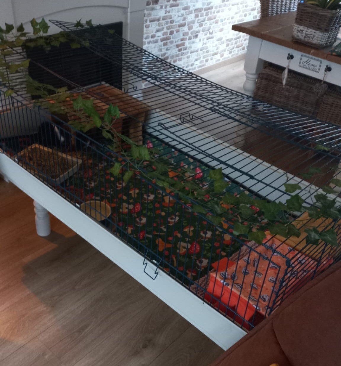 2 lieve cavia's  met mooie grote kooi, Kooi, 110 cm of meer, Zo goed als nieuw, Ophalen