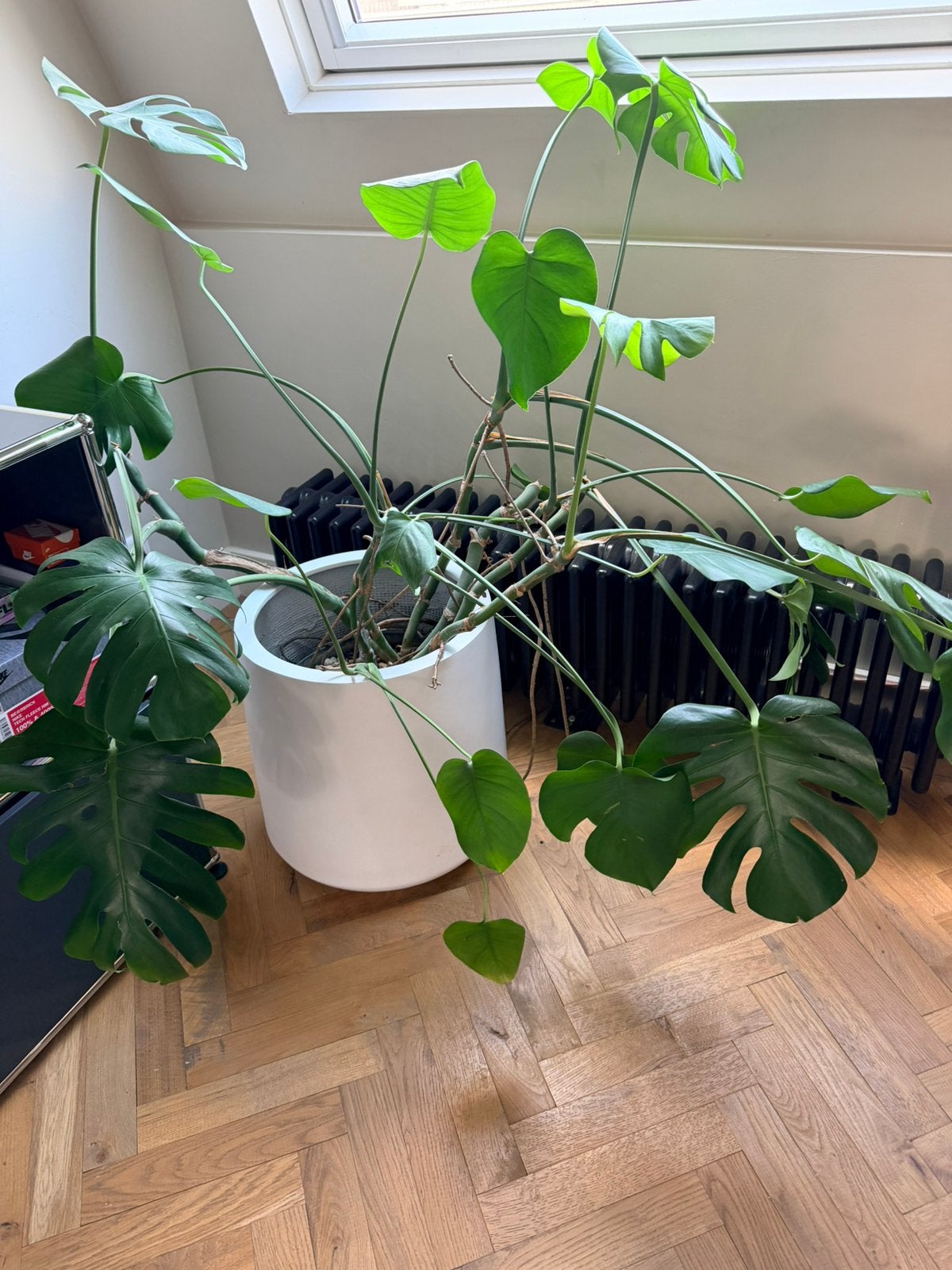 Grote Monstera Deliciosa in Witte Pot, Vaste plant, Bloeit niet, Halfschaduw, Ophalen