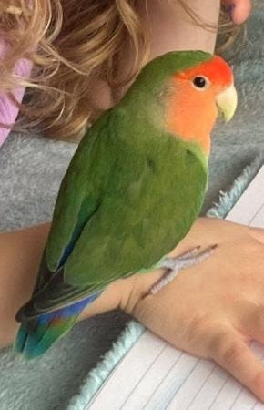 Lieve Agapornis, Dieren en Toebehoren, Vogels | Hokken en Kooien, Ophalen, Zo goed als nieuw, Metaal, Overige typen