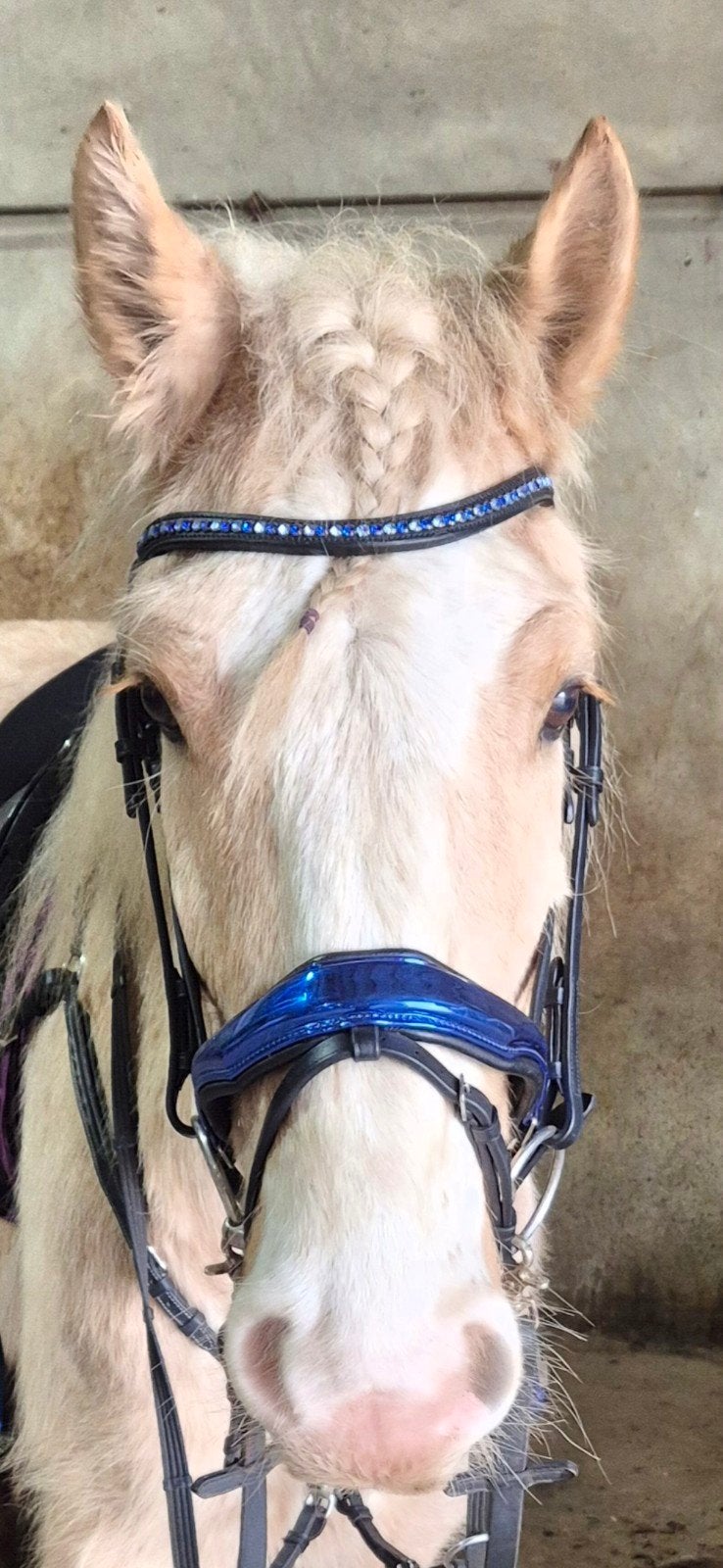 Mooi hoofdstel met blauwe neusriem, Hoofdstel, Ophalen of Verzenden, Cob, Zwart